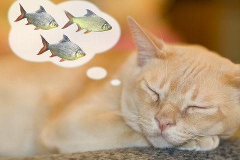 Does Your Cat Love Fish?