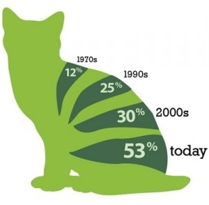 Feline Obesity: Don’t Let Your Cat Become a Statistic