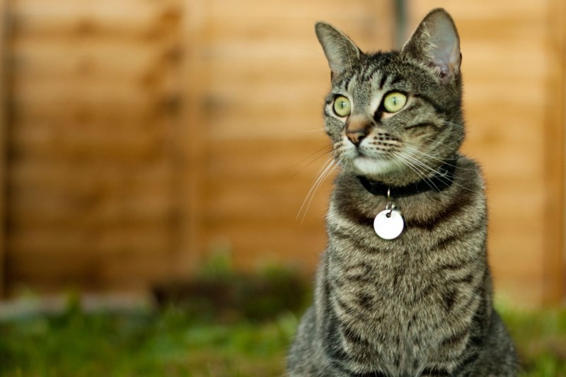 Why a Collar & ID Tags Are Important Even for Indoor Cats