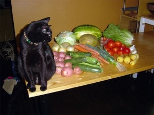 Don’t force your cat to be vegan