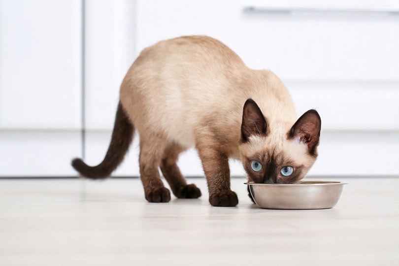 13 Best Cat Foods in 2023: Recommendations & Guide