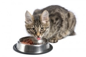 More Reasons to Stop Feeding Dry Food to Your Cats