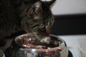 Can a New Prescription Food Really Cure Your Cat’s Hyperthyroidism?