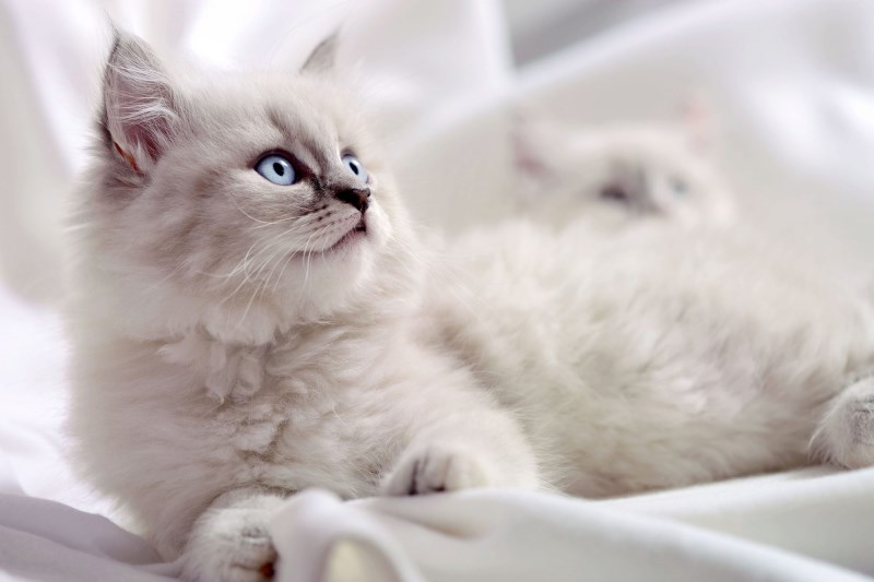 100+ Awesome Cat Names for Your New White Cat