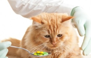 Does your cat need supplements?