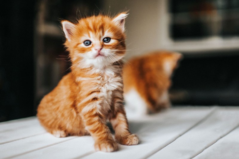 300+ Cute Cat Names for Every Kind of Kitty