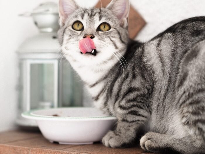 Are Processed Foods at the Root of All Feline Illness?