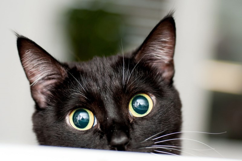 135 Names for Black Cats from Classic to Crazy