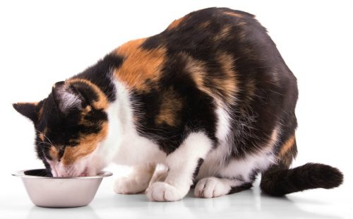 Are Dehydrated and Freeze-dried Foods a Healthy Option for Your Cat?