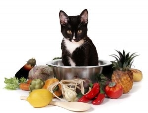 Cooking for your cat: how to make a balanced homemade diet