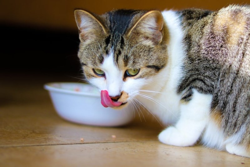 Is Homemade Food Good for Your Cat? Healthy, Simple & Economical Ideas