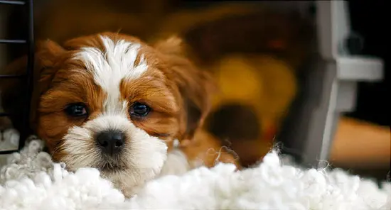 Your Puppy Can Make You Very Sick, CDC Says