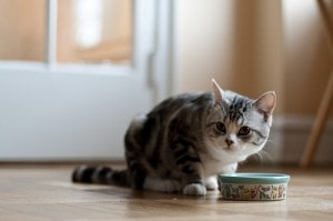 Natural Doesn’t Always Mean Healthy When it Comes to Cat Food