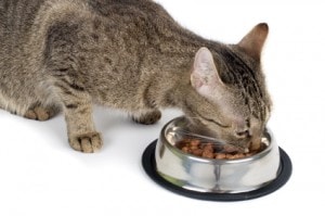 Prescription Diets May Not Be a Good Nutritional Choice for Your Cat