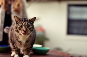 Feline Hyperthyroidism and Cat Food: Exploring a Possible Connection