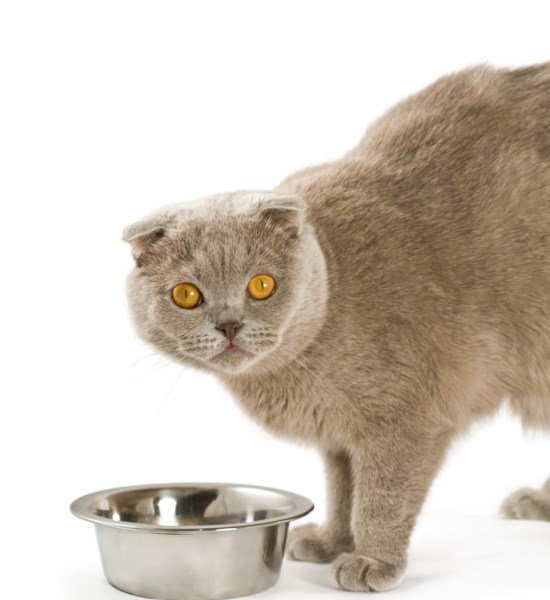 How to Get a Picky Cat to Eat (5 Effective Tips)