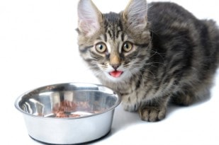 Benefits of Digestive Enzymes for Cats