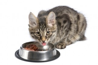 Canned Cat Food May Not Contain Enough Thiamine