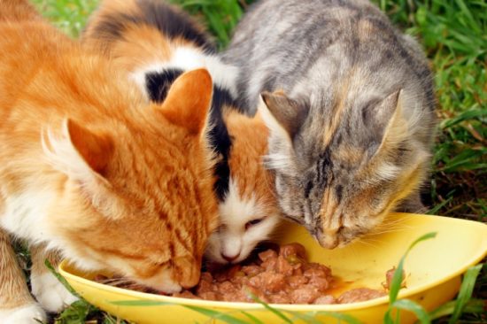 Life Stages and Lifestyle Diets: Does Your Cat Really Need Them?