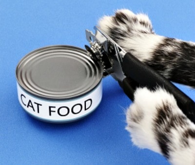 GMO in Cat Food: What You Should Know