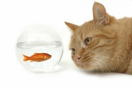 Mercury in Fish-Based Cat Food: What You Should Know