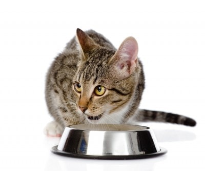 Ask a Cat Vet: What Should I Feed My Cat?