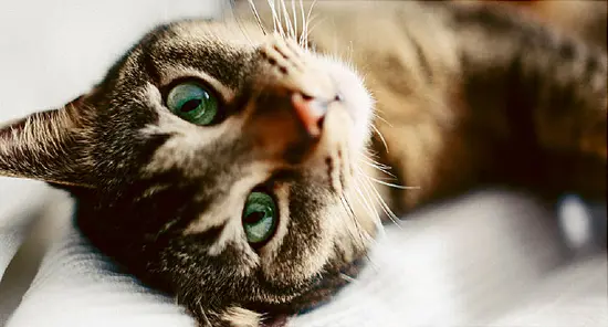 Household Chemicals Harming Your Cat’s Thyroid?