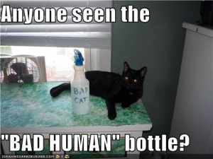 Squirt Bottles, Punishment and Cat Behavior