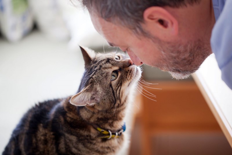 The Joys of Adopting an Older Cat—Why Senior Cats Make Amazing Pets