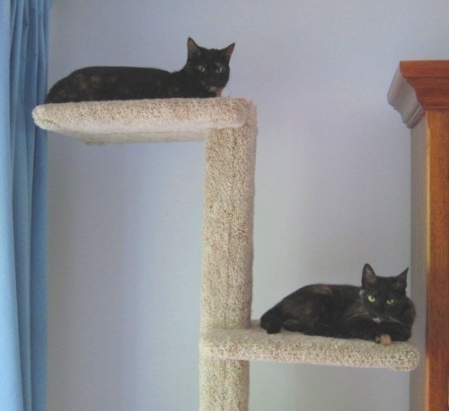 Does your home have a cat superhighway?