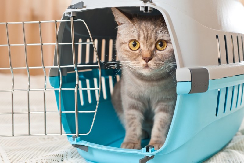 7 Essential Supplies to Get Before You Adopt a Cat