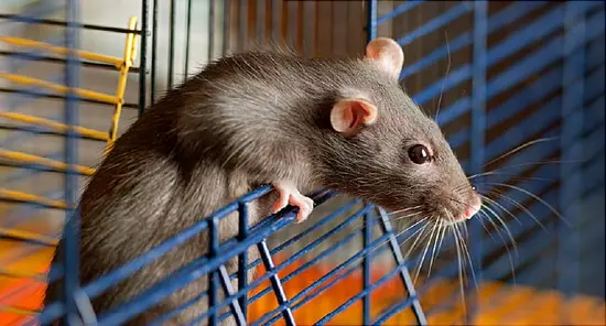 Got a Pet Rat? Watch Out for This Scary New Virus