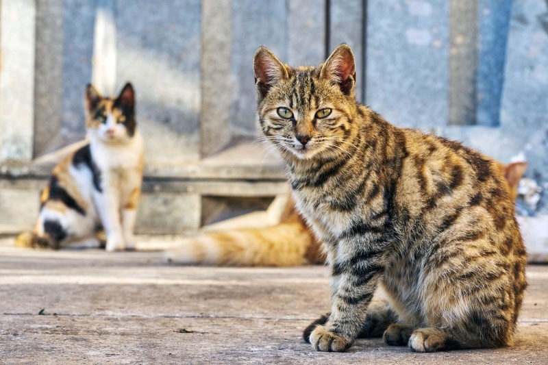 How TNR Helps Care for Your Community Cat Colony