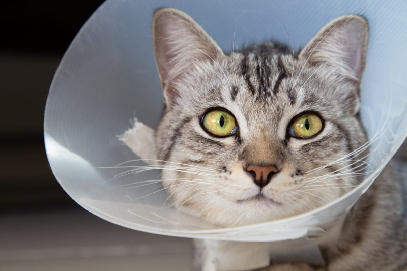 Here’s How to Care for Your Cat after She’s Spayed