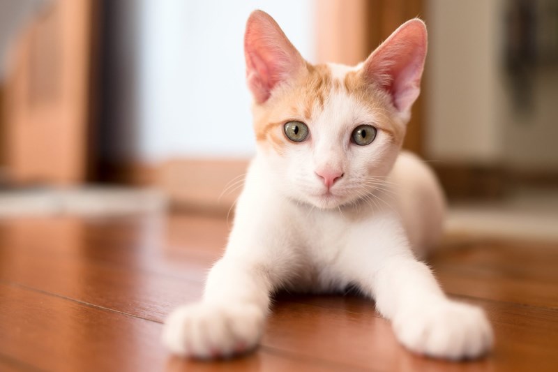 Here’s the Best Time to Spay or Neuter Your Cat