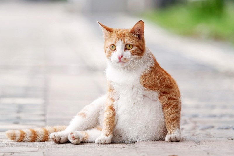 How Long Are Cats Pregnant?