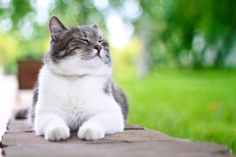 Here’s How To Tell if Your Cat Is Pregnant