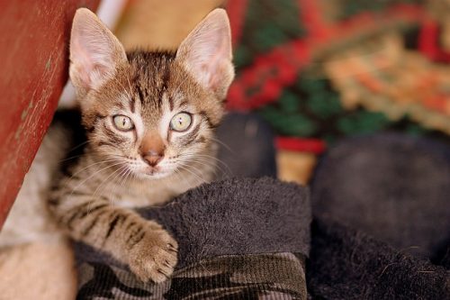 5 Home Objects That Make Great Cat Toys