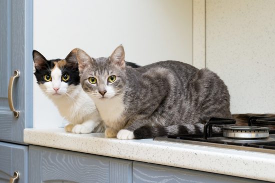 How to Keep Cats Off Kitchen Counters: 5 Methods That Work