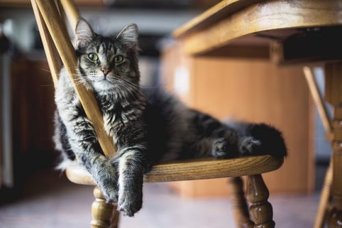 Does Your Cat Beg at the Dinner Table?