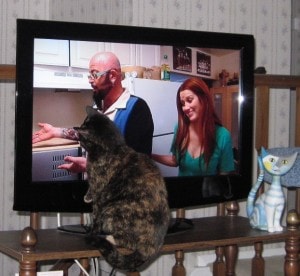 Do Cats Respond To or Watch TV? The Surprising Answer…