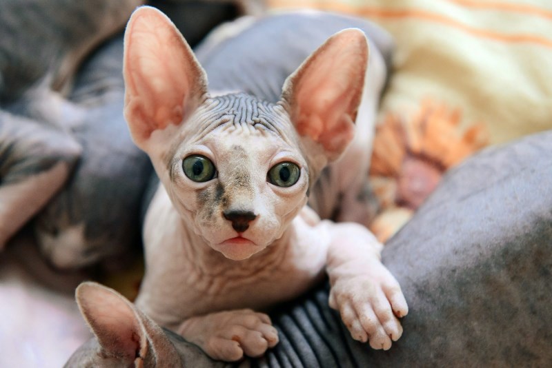 What You Should Know About Hairless Cat Breeds