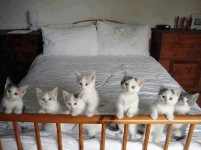 Raising Kittens to Be Happy and Healthy