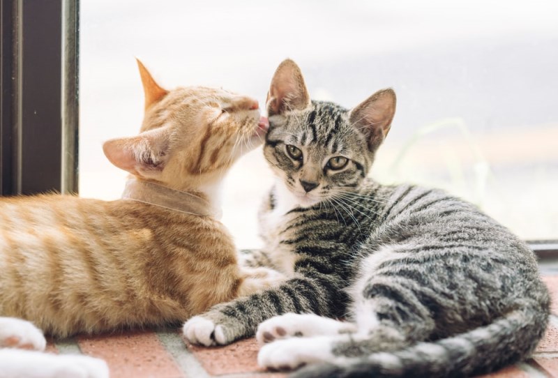 Why Do Cats Groom Each Other? (The Reasons for This Behavior)