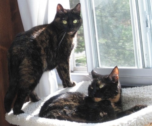 Are Tortoiseshell Cats More Talkative Than Other Cats?