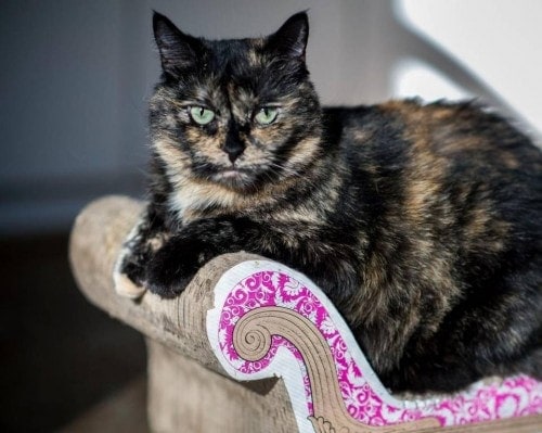 UC Davis Study Finds That Torties and Calicos are “More Challenging”