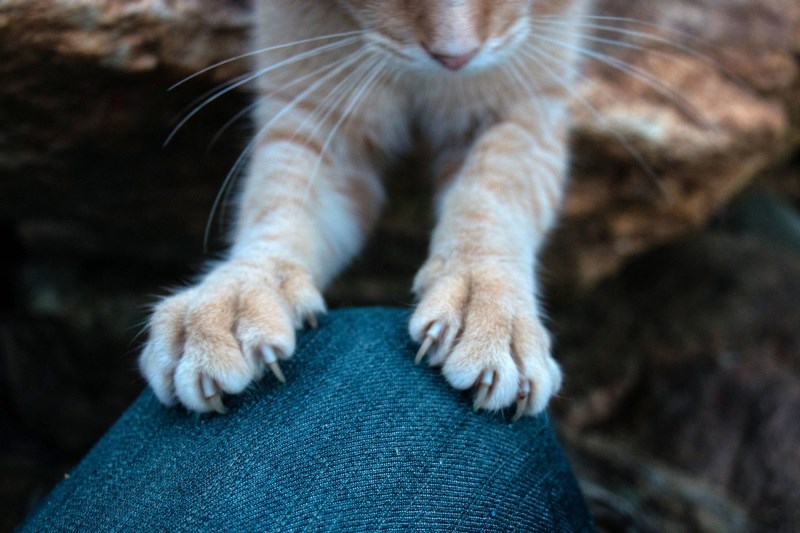 Want to Declaw Your Cat? Think Again, Vets & Advocates Say