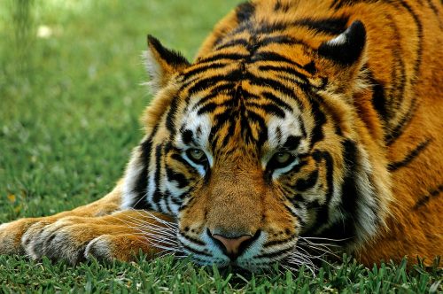 The Tiger Effect: Why I Use Silver Vine to Successfully Medicate Grumpy Cats