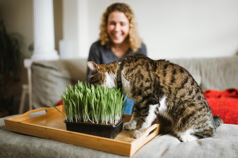 Why Cats Eat Grass & How to Satisfy Their Appetite Indoors