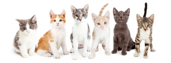 Is There a Connection Between Cat Breed, Coat Color and Behavior?